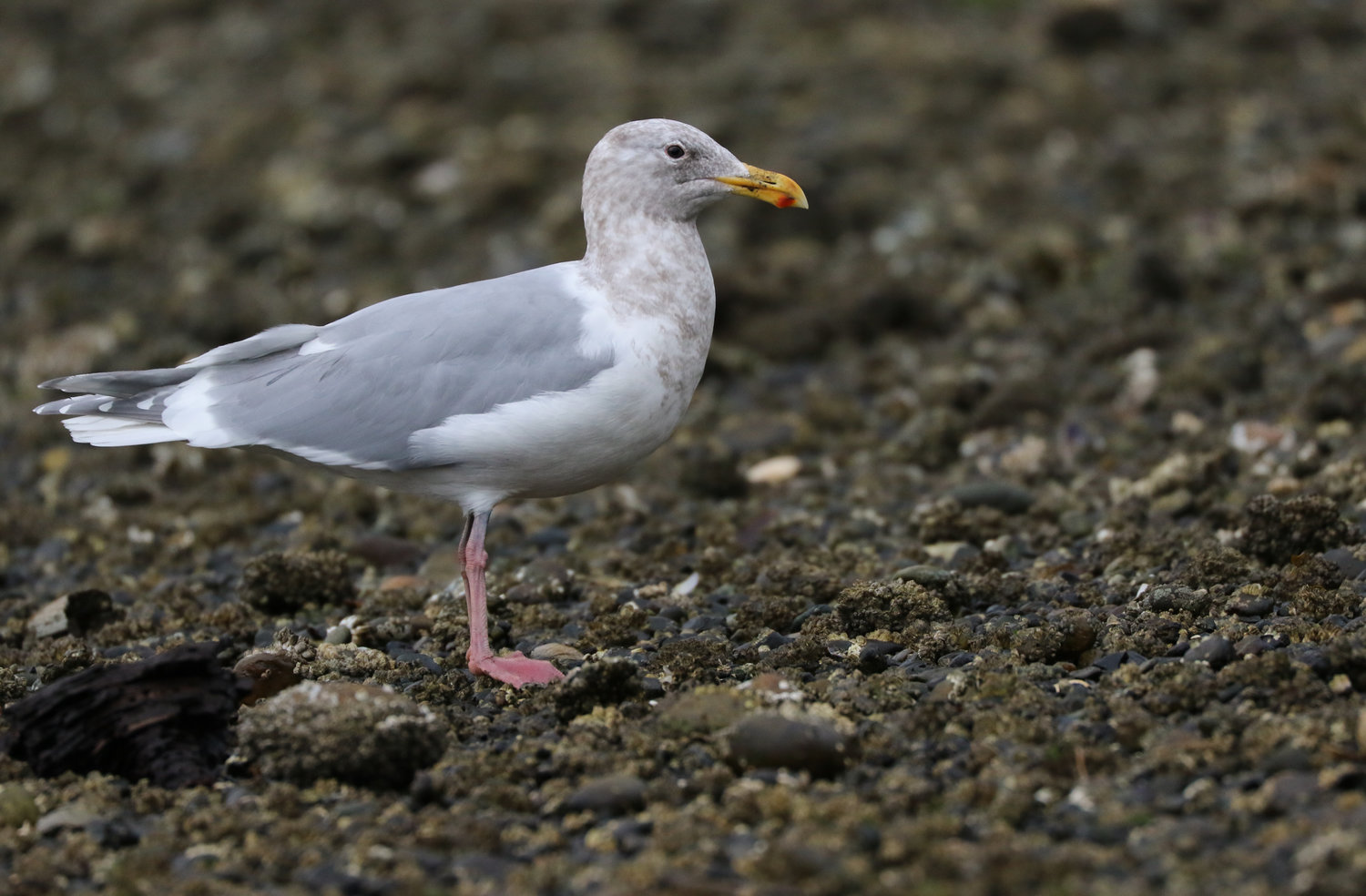 Glaucous-winged Gull - most common of the large gulls